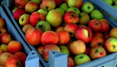 High Paying Fruit Picking Jobs in UK With Visa Sponsorship